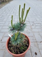 Sosna drobnokwiatowa Pinus parviflora 'Saphir' NA BIG BONSAI