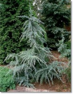 Cedrus deodara 'Karl Fuchs' - !!!