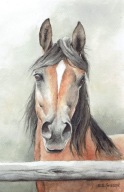 Koń gniady - akwarela z passe - partout