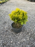 Thuja tuja Danica Aurea 25-30cm zestaw 5 sztuk