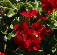 Pelargonia INTERSPECIFIC Calliope Landscape Deep Red