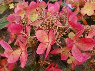 Hortensja bukietowa ''PASTELGREEN''RENXOLOR taras balkon kompaktowa