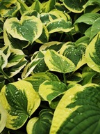Funkia "WIDE BRIM" Hosta sadzonka