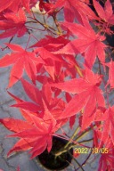 Klon czerwony Obahangu palmowy szczepiony inny