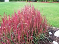 Imperata Red Baron-trawa o zielono-czerwonym ulistnieniu sadzonka p9