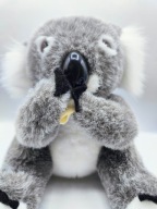 Miś KOALA śliczny jak żywy, łapki na rzepy 25cm