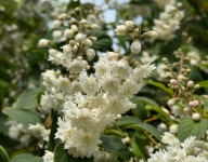 Żylistek szorstki Pride of Rochester (deutzia scabra) C2 20/30cm