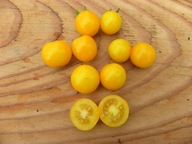 Pomidor GALINAS pyszna koktajlówka niezwykle plenna nasiona kolekcjonerskie