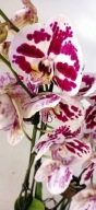 PHALENOPSIS storczyk Pilled 18