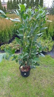 Laurowiśnia Rotundifolia sadzonka w pojemniku 7,5 l 80-100 cm