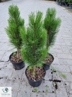 koniec Thuji Smaragd . NAJPIĘKNIEJSZY ŻYWOPŁOT . Sosna czarna 'Green Tower'