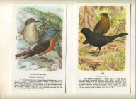 PTAKI -Litografia ptaków ,KOS i NAGÓRNIK SKALNY 2 x