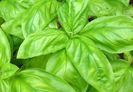 Bazylia właściwa Genovese zielona - duża paczka XXL 5g - nasiona