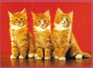 Kot kotek koty rasa harce kot w życiu człowieka pocztówka