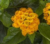 Lantana Camara Bandolero Pineapple CYTRYNOWY ZAPACH