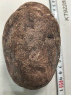 Skamieliny, minerały, koralowce