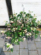 blushing bride trzykrotka XL