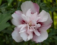 Hibiskus syryjski Lady Stanley (hibiscus syriacus) C2 10cm