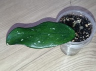 Hoya Hoja sp. VIETNAM EPC 936 ukorzeniona