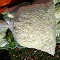 Kapusta biała szatkowana 10 kg kamienna głowa