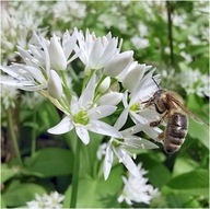 Czosnek biały ogrodowy sadzonka p9 wsadzamy po 3 sztuki wieloletni