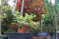 Weigela krzewuszka okrywowa variegata okaz szczepiona inna