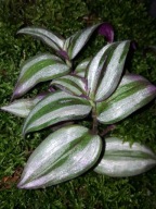 ZESTAW DLA PATYCZAKÓW STRASZYKÓW-POKARM - WYSTRÓJ TERRARIUM