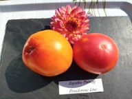 Pomidor Zagadka Prirody najlepszy z żółtych nasiona kolekcjonerskie