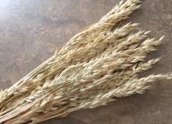 owies naturalny suszony zboże susz kwiaty kompozycje komunia