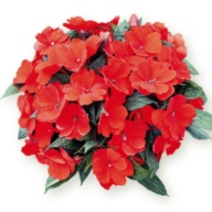 Niecierpek Impatiens NG Timor KWIATY DO PÓŁCIENIA