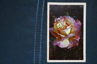 CZYSTY KARNET Z RÓŻĄ 1972 r