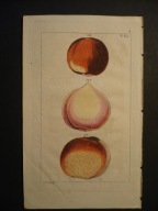 brzoskwinia i morela, oryg. 1798 + akwarela