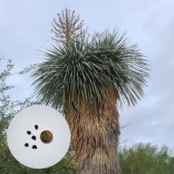Yucca rostrata – juka rostrata | 5 nasion + instrukcja