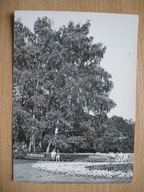 Łódź Fragment Parku 3 Maja BW Ruch 1968 r. Nakład 1.000 szt.