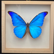 Motyl w gablotce Morpho Rhetenor Mariajosianae