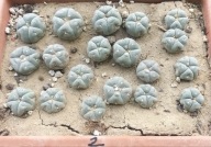 KAKTUSY. KAKTUSY. Lophophora williamsii GM 597,2