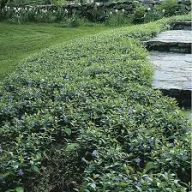 BARWINEK POSPOLITY sadzonki z gołym korzeniem 100szt zadarniający na sakrpy