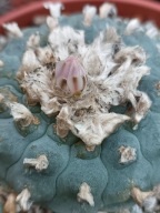 Kaktus Lophophora williamsii duża z ziemią i donicą L3 + gratisy +ogrzewacz