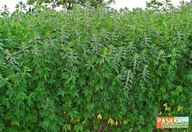 Serdecznik Pospolity miododajny (10szt)