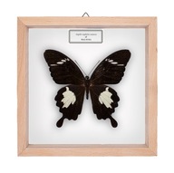 Motyl w gablotce Papilio nephelus sunatus