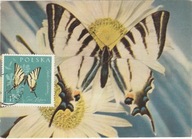 Motyle - 3 maximumkarty