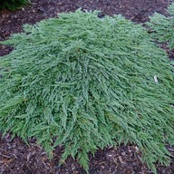 Jałowiec płożący 'Pancake' | Juniperus horizontalis | SPLASZCZONY