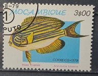 Ryby (kas) - luzak - do uzupełnień 13/8