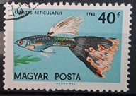 Ryby (kas) - luzak - do uzupełnień 13/6