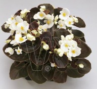 Begonia semperflorens ciemny liść Marsala White WYTRZYMAŁE KWIATY