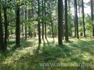 Działka, Otwock, Otwocki, 3000 m²