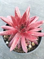 Rojnik 141 Pac. BLAZING STAR intensywnie czerwona