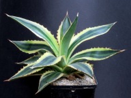 Kaktusy! - Agave lophantha quadricolor - RARYTAS!