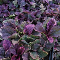 Dąbrówka rozłogowa Ajuga reptans "Burgundy Glow"