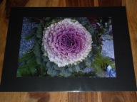 LUCYNA KUŚNIERCZYK - "Mikrokosmos" (1/3) - kwiaty - FOTOGRAFIA ARTYSTYCZNA